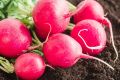 Секреты успешной посадки редиса: когда и как добиться отличного урожая