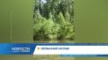 Плывущих через Чулым марала и лося заметили в Красноярском крае