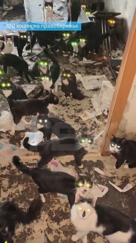 В Красноярске умерла женщина, в квартире которой жили 100 кошек