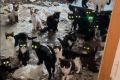 В Красноярске хозяйка двух квартир держала взаперти порядка ста кошек — после смерти женщины питомцы остались без еды и воды