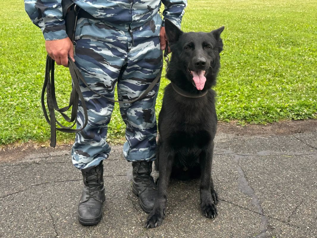 Вместе с нашими коллегами в форме порядок на «МИРе Сибири» обеспечивают их четвероногие напарники Вместе с нашими коллегами в форме порядок на «МИРе Сибири» обеспечивают их четвероногие напарники