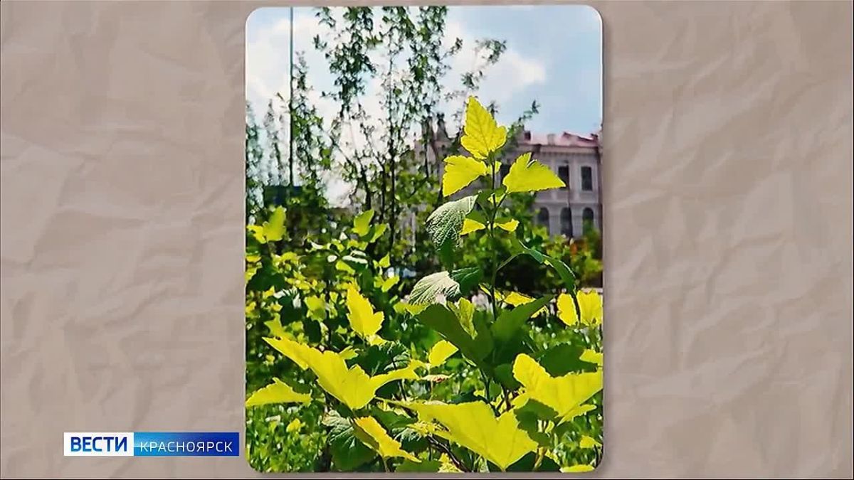 В Красноярске проверили, как себя чувствуют зелёные насаждения в центре города