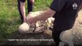 НОВОСТИ ИЗ ИНТЕРНЕТА. В Красноярске вводят штрафы для пользователей электросамокатов
