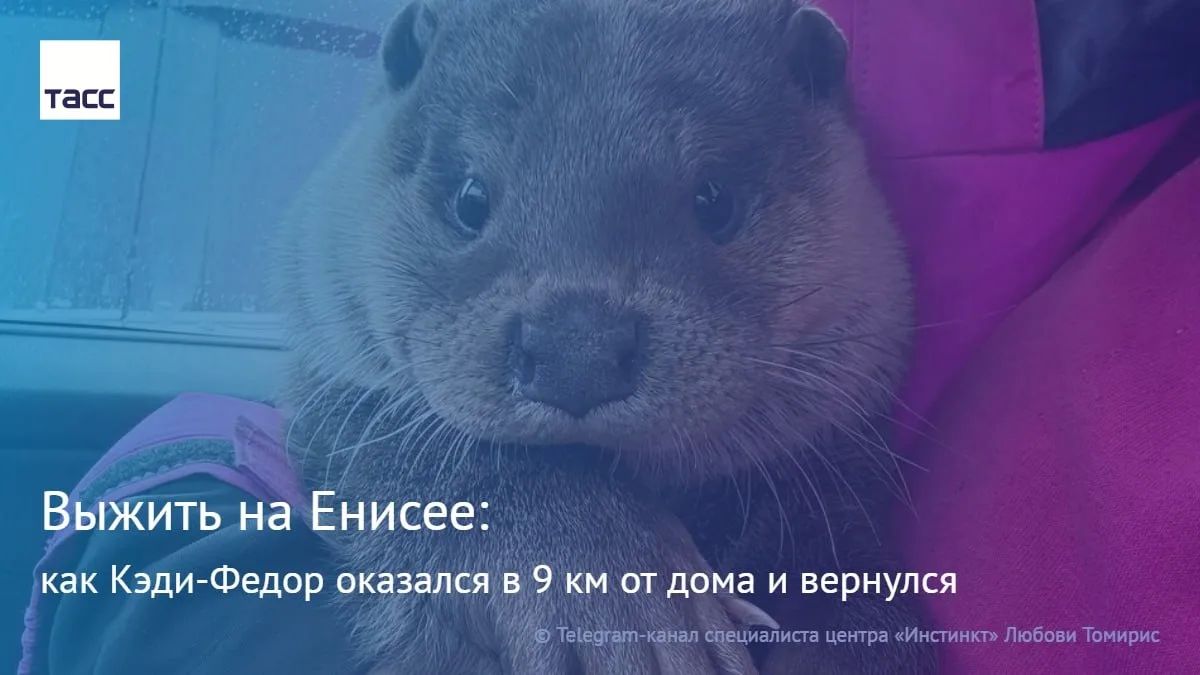 В июле под Красноярском из центра дикой природы исчезла выдра Кэди-Федор
