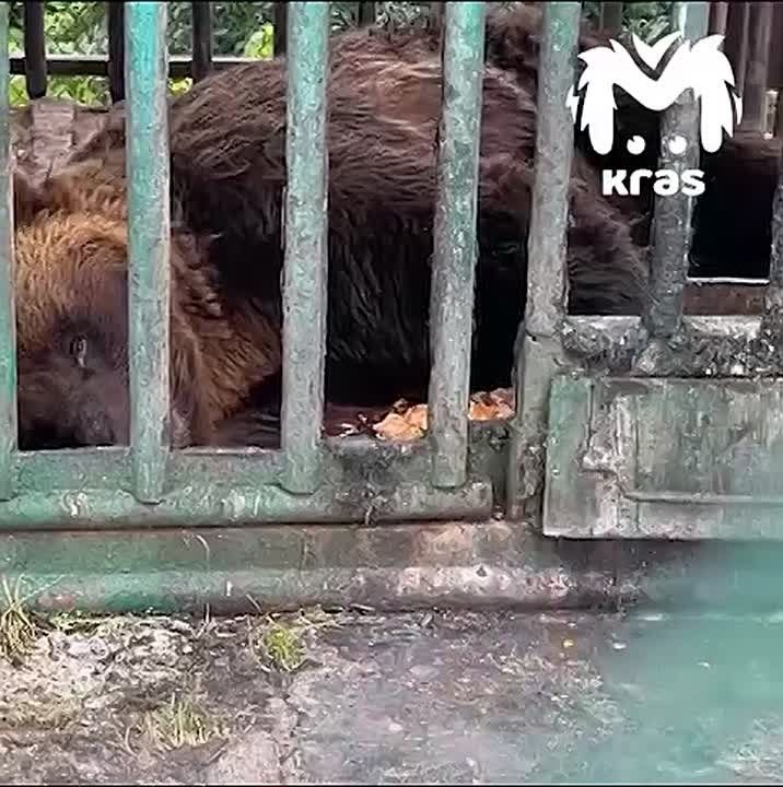 Зоозащитники пытаются спасти медведя от мучений в Новосёловском районе