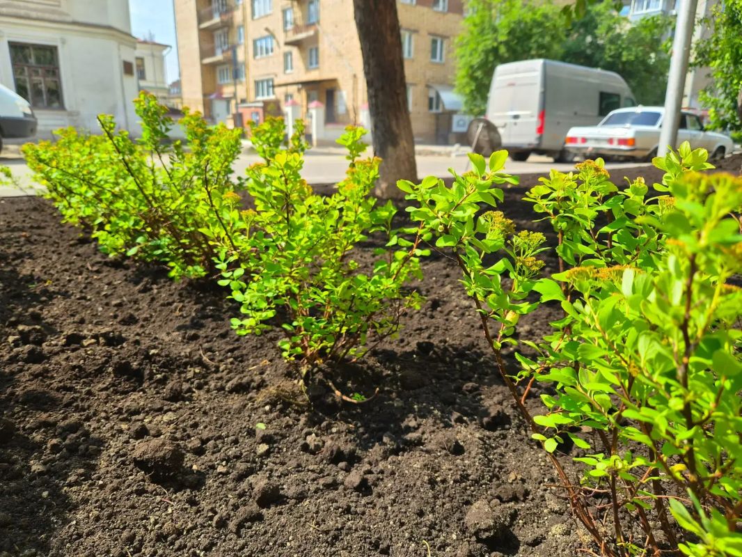 На трёх центральных улицах Красноярска, к 400-летию краевой столицы, высадят почти две тысячи зелёных насаждений На трёх центральных улицах Красноярска, к 400-летию краевой столицы, высадят почти две тысячи зелёных насаждений
