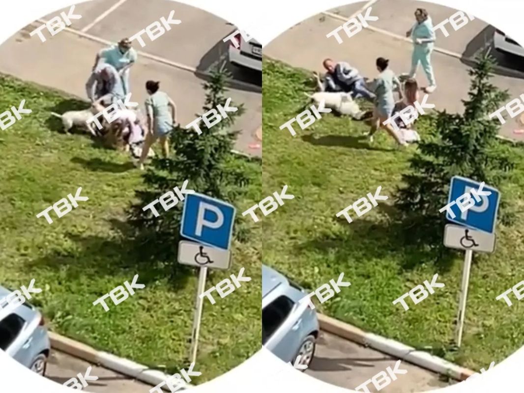 «Я прижала ее к себе и закрыла собой»: бультерьер набросился на шпица и чуть не разорвал его во дворе Красноярска