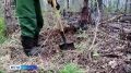В Красноярском крае вновь растёт площадь лесных пожаров