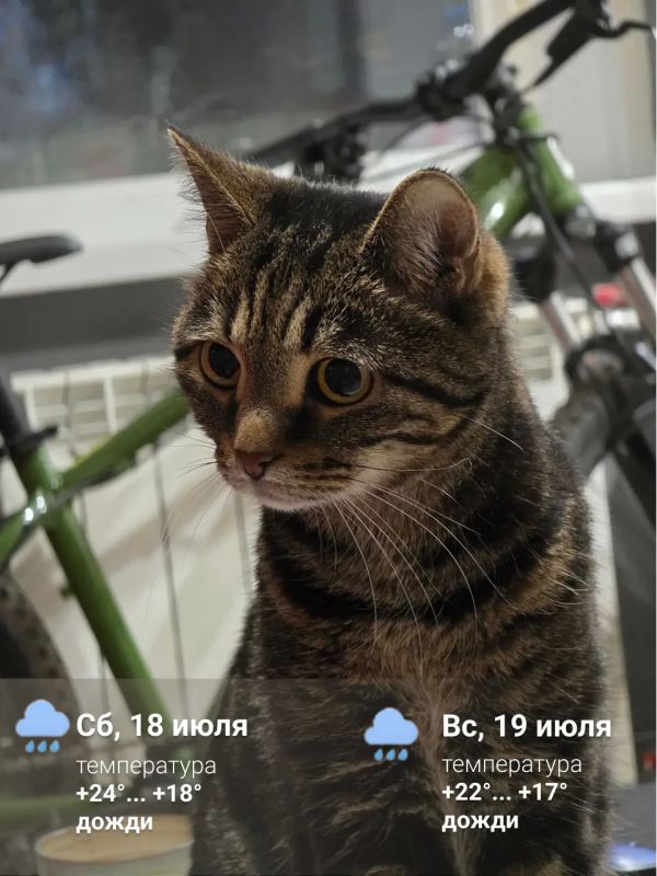 В Красноярске ожидаются дожди и грозы на выходных
