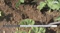 Как спасти урожай после ливней: советы красноярских агрономов