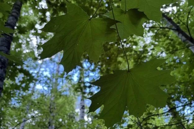 Как не потеряться в лесу: сохраняйте алгоритм от МЧС
