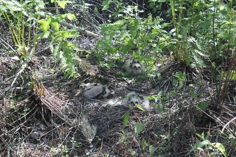 Пора больших открытий: птенцы делают первые шаги во взрослую жизнь Пора больших открытий: птенцы делают первые шаги во взрослую жизнь
