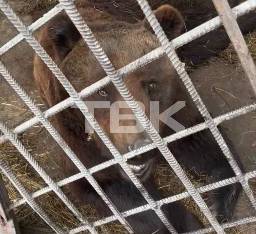 В кафе на трассе под Красноярском живет медведь, которого 30 лет назад спасли с лесного пожара