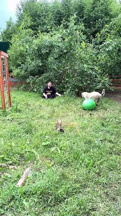 «Более 8 тысяч обращений»: московские зоозащитники готовы забрать медведя из кафе на трассе в Красноярском крае