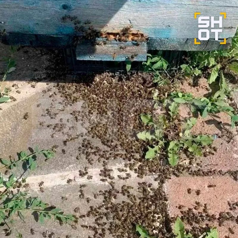 Ещё около 20 млн пчёл могли погибнуть на Урале и в Сибири после обработки полей химикатами