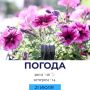 Погода на сегодня