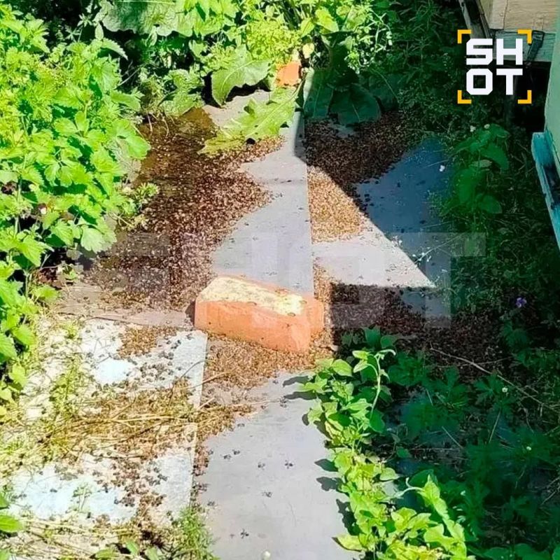 Ещё около 20 млн пчёл могли погибнуть на Урале и в Сибири после обработки полей химикатами Ещё около 20 млн пчёл могли погибнуть на Урале и в Сибири после обработки полей химикатами