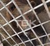 В кафе на трассе под Красноярском живет медведь, которого 30 лет назад спасли с лесного пожара