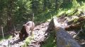 Косолапый похвастался маникюром на камеру в Красноярском крае