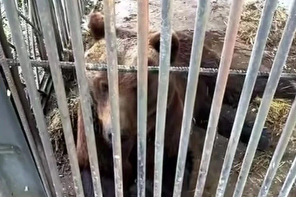 «Очереди на помощь Кузе не стоит»: московские зоозащитники прилетели спасти медведя из кафе на трассе под Красноярском