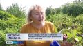 Из-за превратностей погоды садоводы лишились части урожая