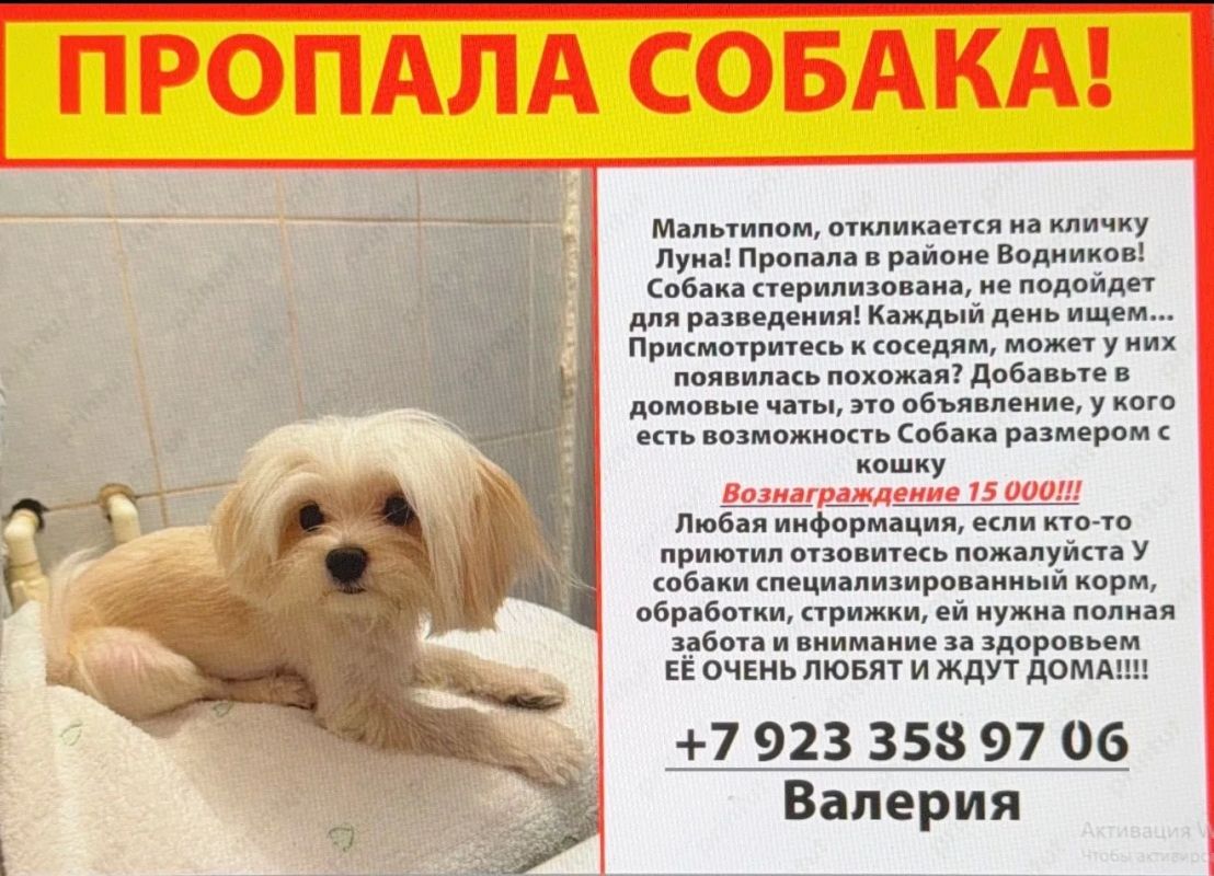 «Пропала собака! Мальтийская болонка, откликается на кличку Луна «Пропала собака! Мальтийская болонка, откликается на кличку Луна