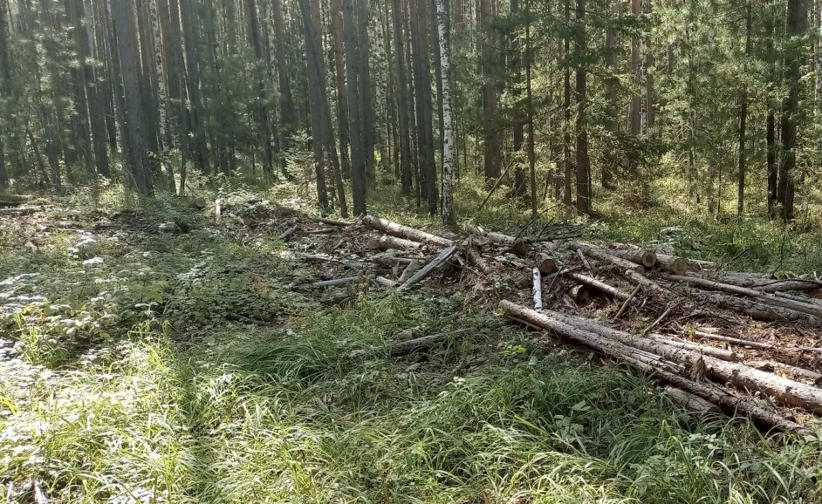 «Сверх плана»: в Канске перед судом предстанет мастер лесозаготовок за незаконную рубку на 3,6 млн руб «Сверх плана»: в Канске перед судом предстанет мастер лесозаготовок за незаконную рубку на 3,6 млн руб