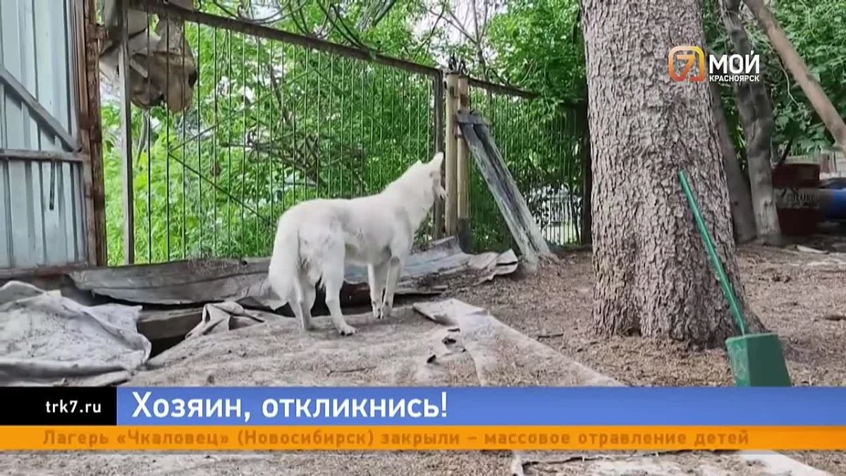 Белоснежной девице требуются надёжные руки
