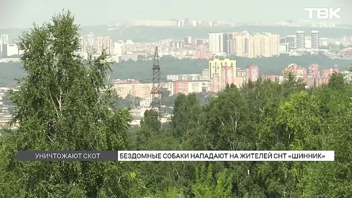 «Разгрызли курятник и куриц съели»: бродячие собаки держат в страхе СНТ «Шинник» в Красноярске