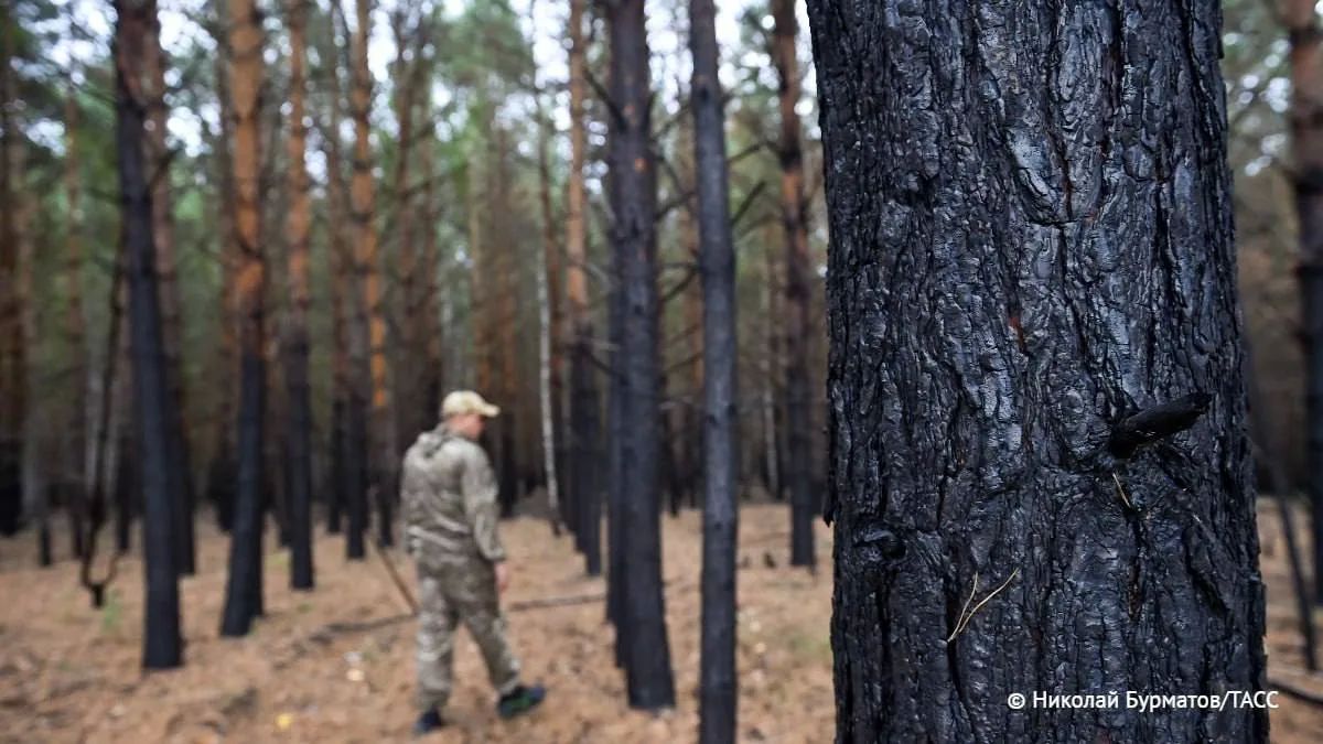 Площадь лесных пожаров в Красноярском крае за сутки сократилась с 92,4 тыс