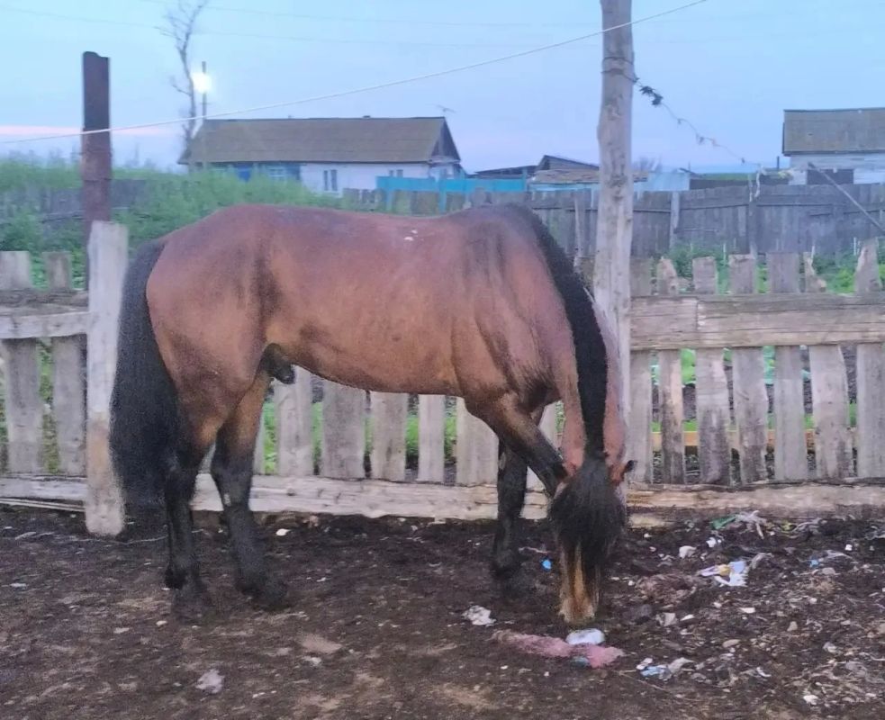 В Балахтинско-Новоселовском округе полицейские раскрыли кражу жеребца и вернули его владельцу В Балахтинско-Новоселовском округе полицейские раскрыли кражу жеребца и вернули его владельцу