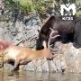Медведь поужинал перед фотографом в Красноярском крае