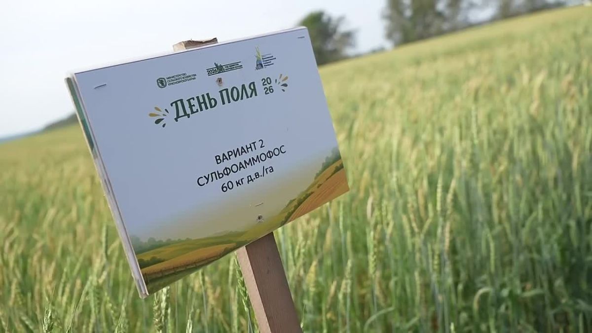 Михаил Котюков: Новые сорта картофеля, выведенные красноярскими учёными, сегодня выращивают не только в нашем крае, но и в Иркутской, Амурской областях, а также испытывают в Беларуси