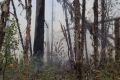 До 235 тысяч гектаров выросла площадь лесных пожаров в Красноярском крае