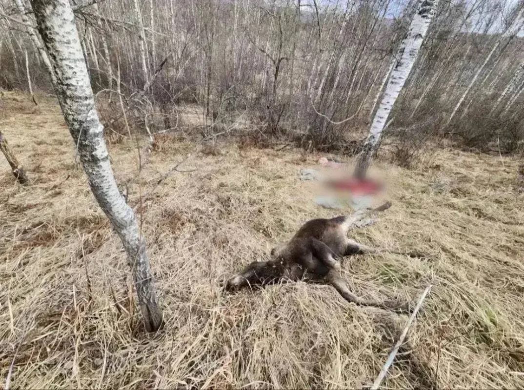 Охотился на медведя, убил двух стельных лосих: житель Абакана получил 3 года условно и штраф 800 тыс