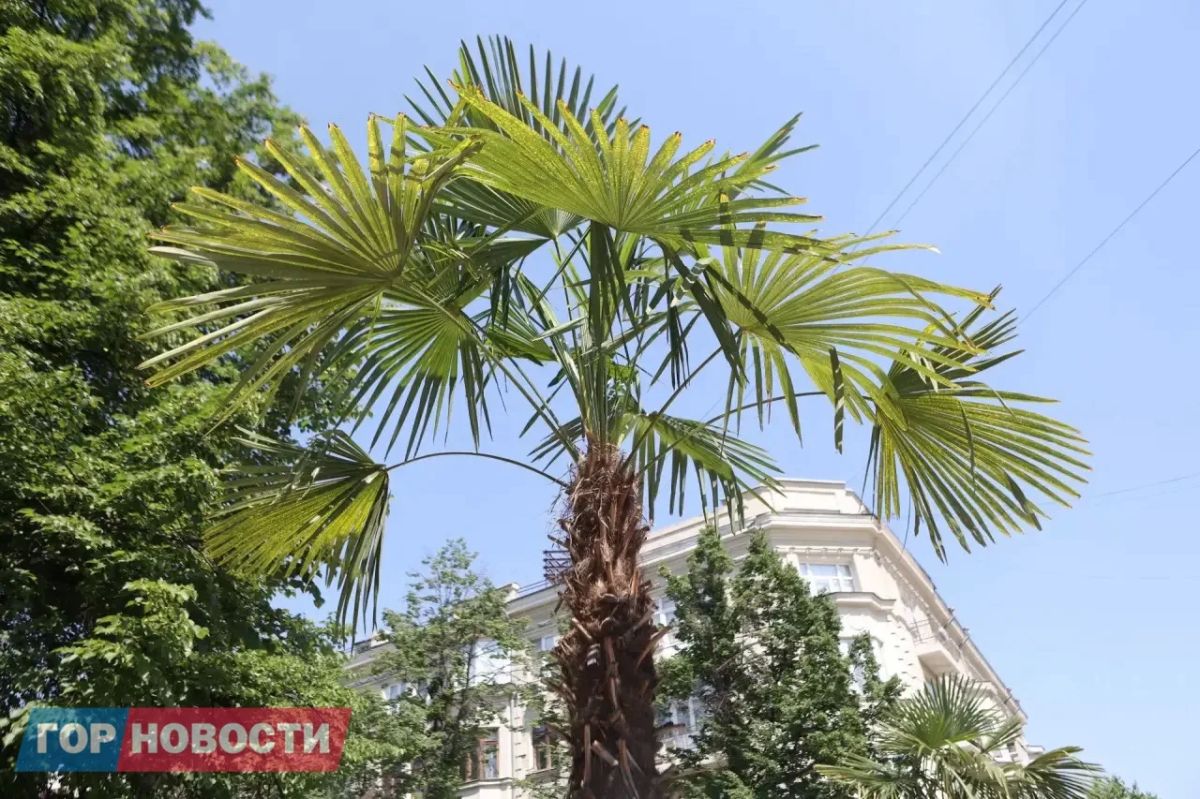 В Красноярске высадили около 300 тысяч цветов В Красноярске высадили около 300 тысяч цветов