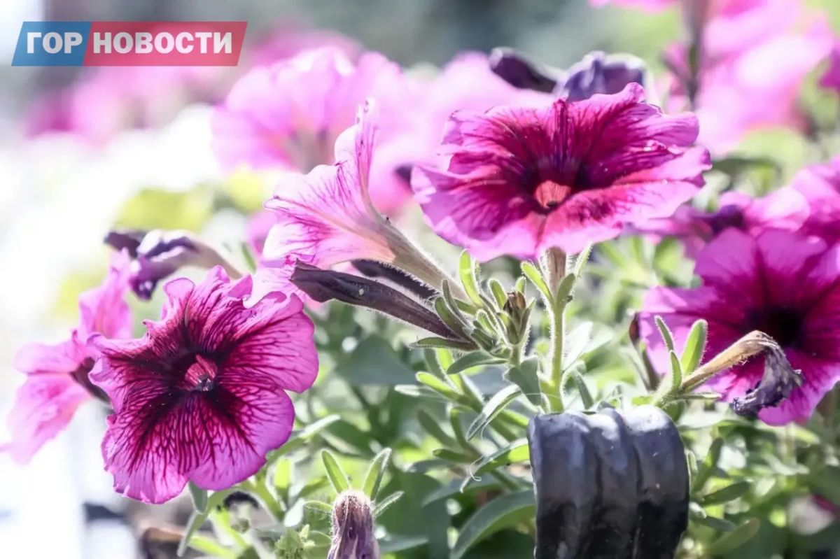 В Красноярске высадили около 300 тысяч цветов В Красноярске высадили около 300 тысяч цветов