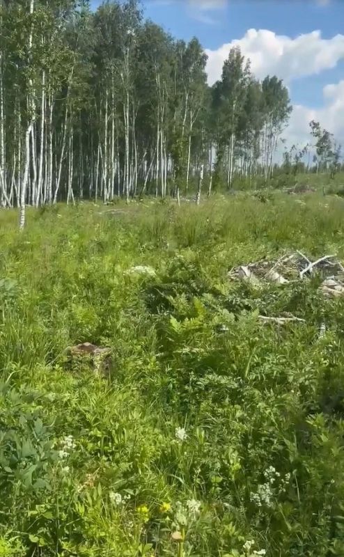 Порядок в лесу: нарушений становится меньше!