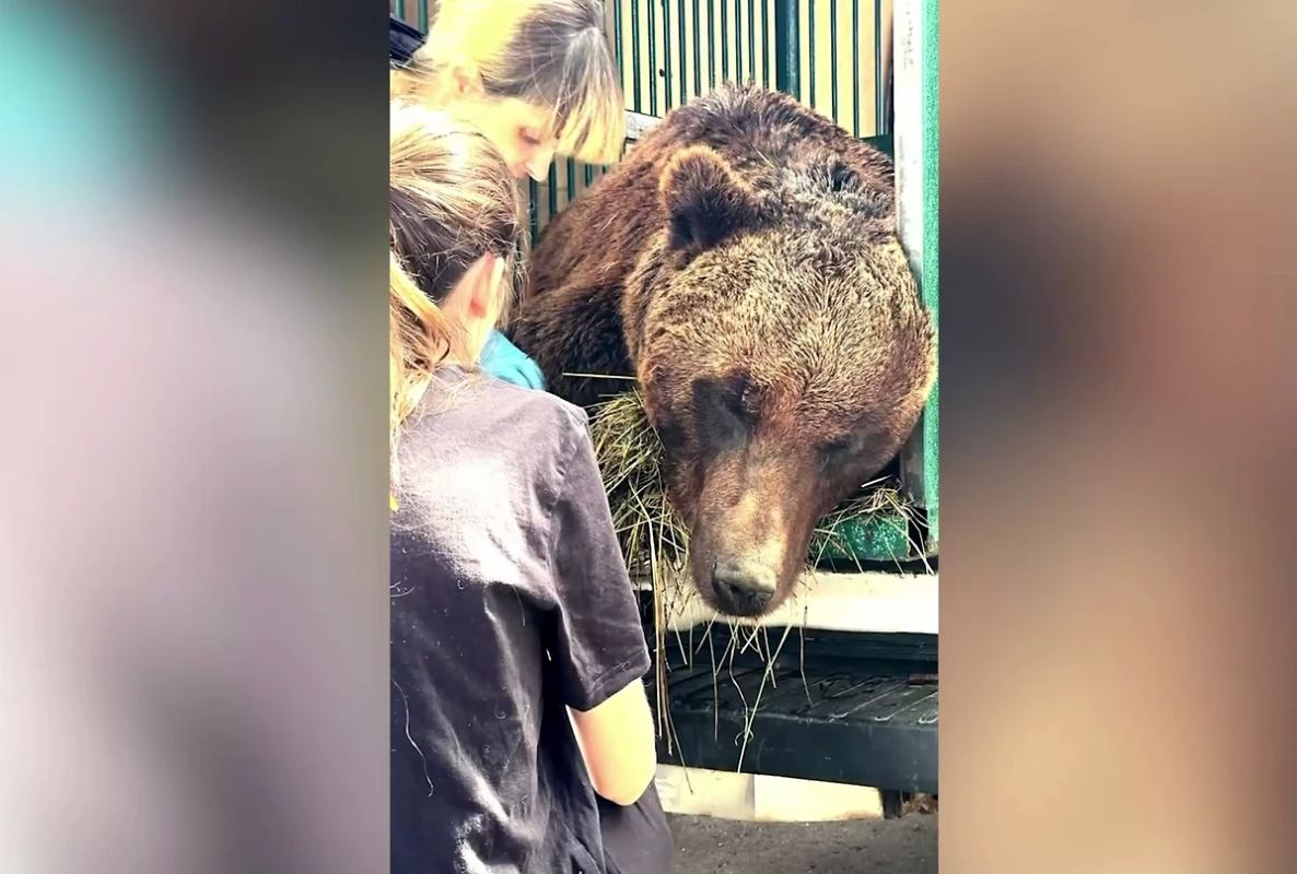 Медведя Кузю, которого ранее перевезли из Красноярского края в Московский парк «Земля прайда», прооперировали