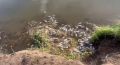 Берег озера под Минусинском покрылся мертвой рыбой