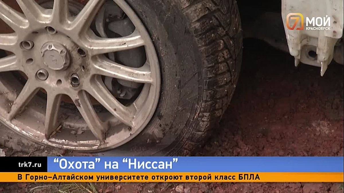 Рвали металл, резину и пластик — стая собак на правобережье практически уничтожила автомобиль