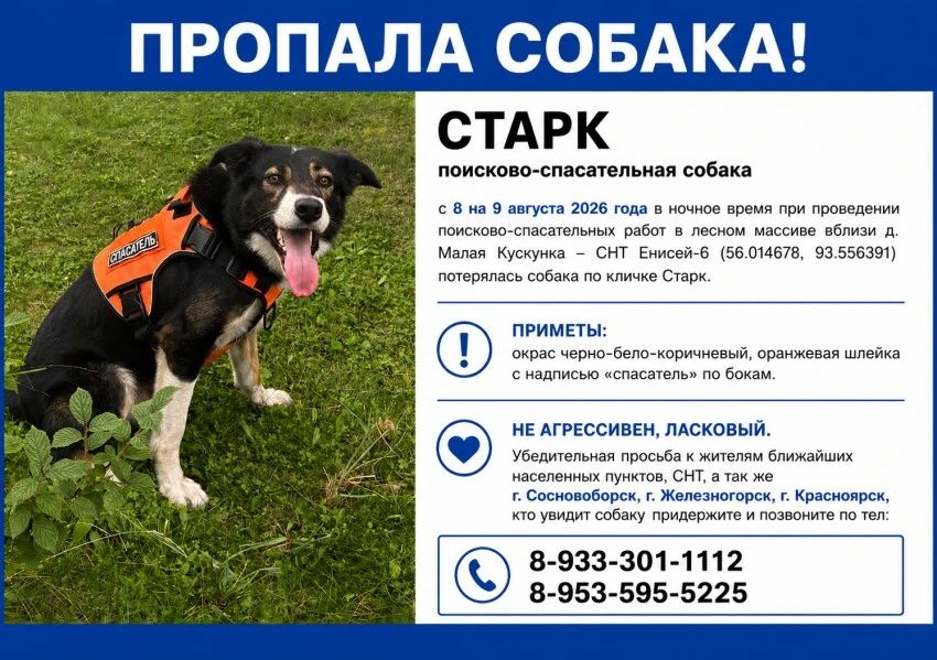 Собака-спасатель пропала в лесу под Красноярском