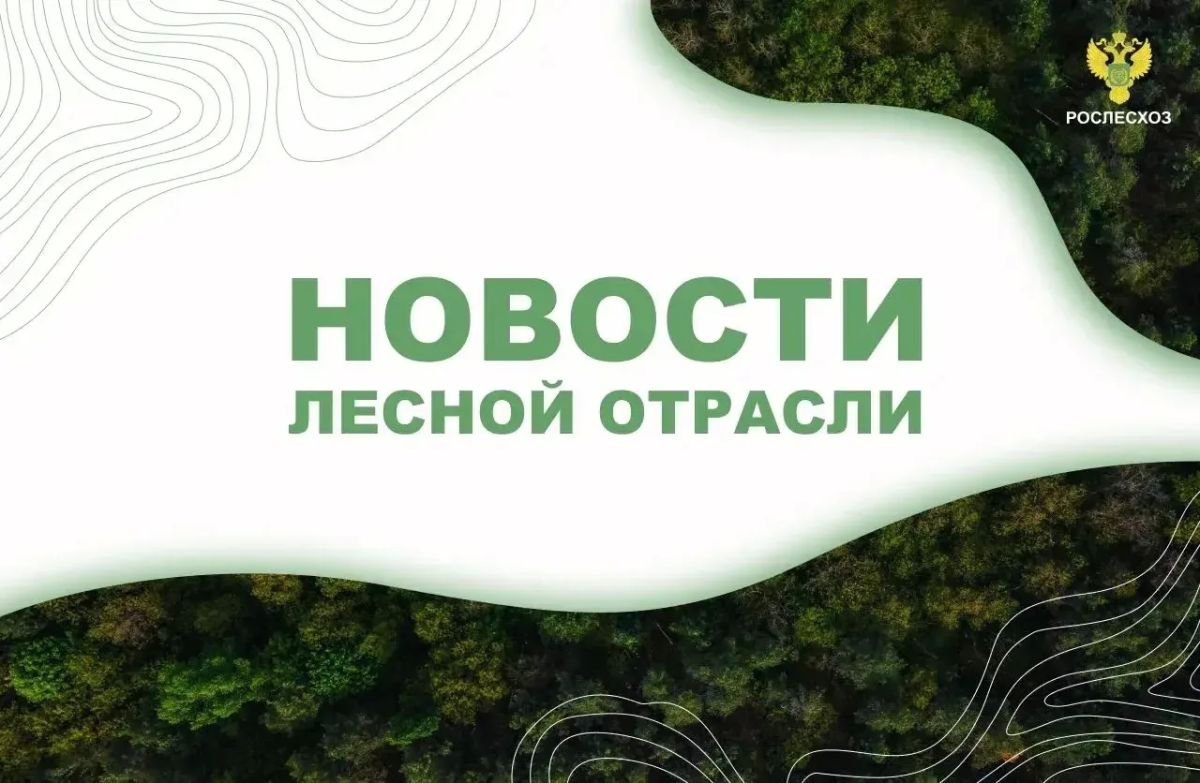 AK&M: Рослесхоз: в лесах России начнут обустраивать "народные тропы" без рубки деревьев
