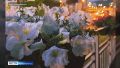 300 тысяч цветов украсили Красноярск этим летом