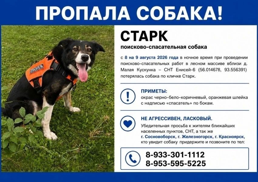 Собака-спасатель Старк пропала во время поисков под Красноярском