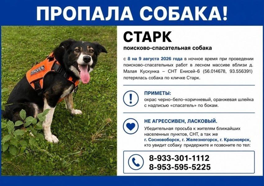 Собака-спасатель по кличке Старк потерялась в Красноярском крае