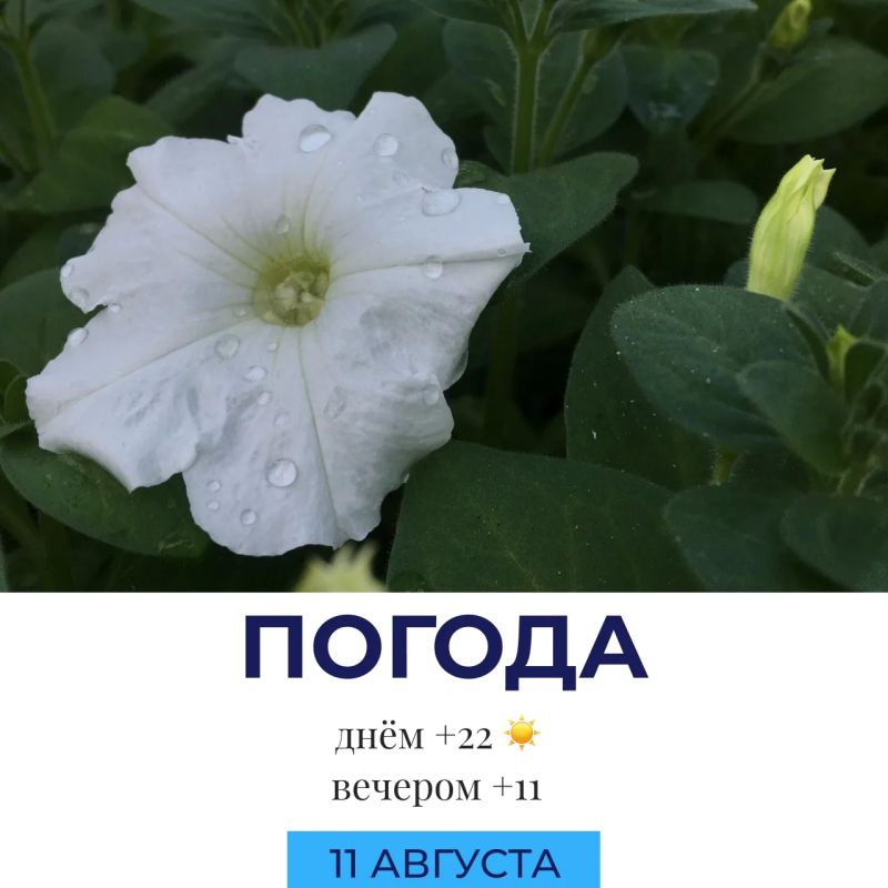 Погода сегодня