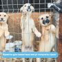 Объявлен конкурс на получение субсидии приютам для животных