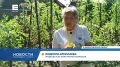 В Минусинске определились все номинанты конкурса на самый большой помидор
