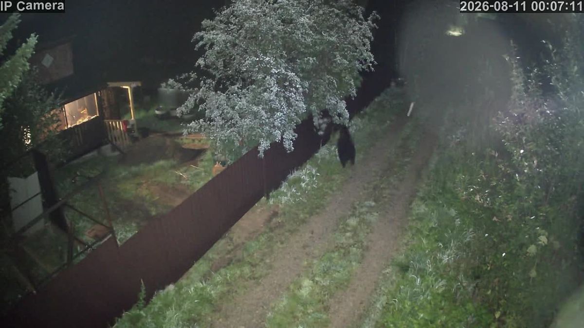 В Красноярском крае на станции Рябинино медведь разоряет дачные участки